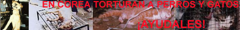 Campaña contra la tortura de perros y gatos en Corea del Sur